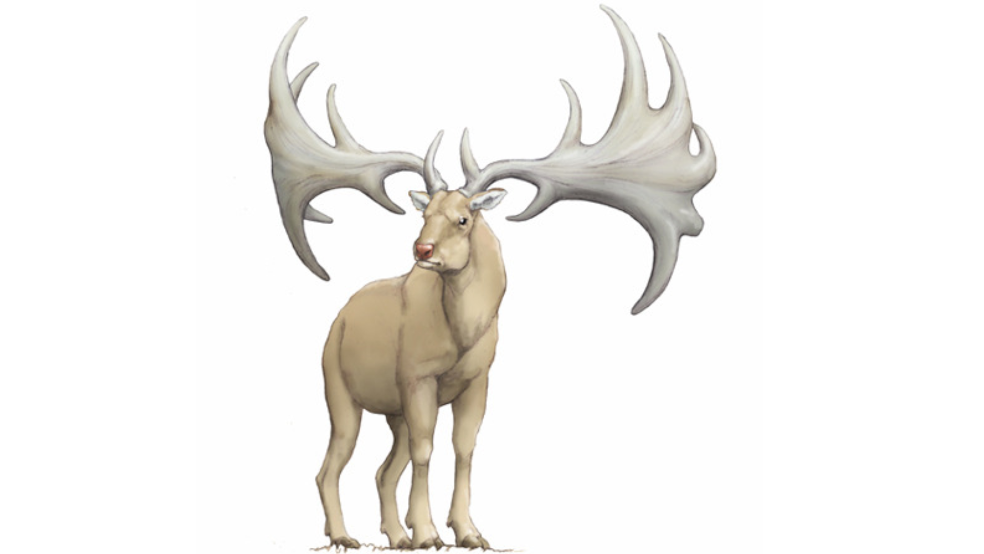 Megaloceros_antecedens_was_a_prehistoric_deer_species_that_lived_during_the_Pleistocene_eraIt_had_large_impressive_antlers_and_roamed_Eurasian_grasslands_before_going_extinct_due_to_climate_change_and_habitat_loss