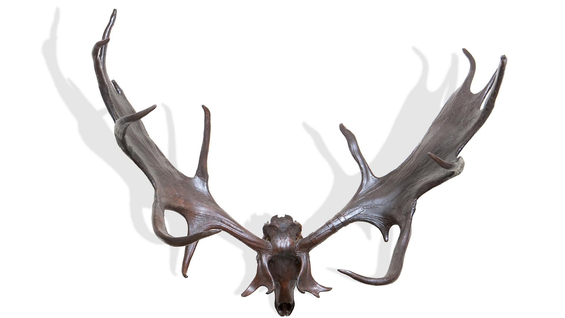 Megaloceros_savini