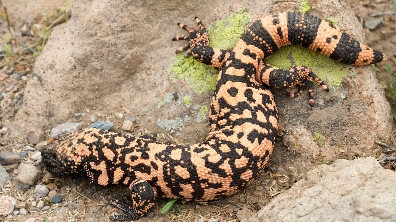 Mexican_Beaded_Lizard