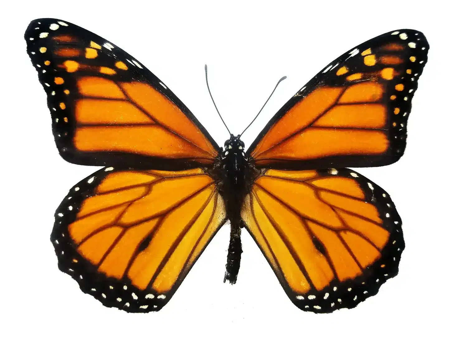 Monarch_Butterfly_Danaus_plexippus