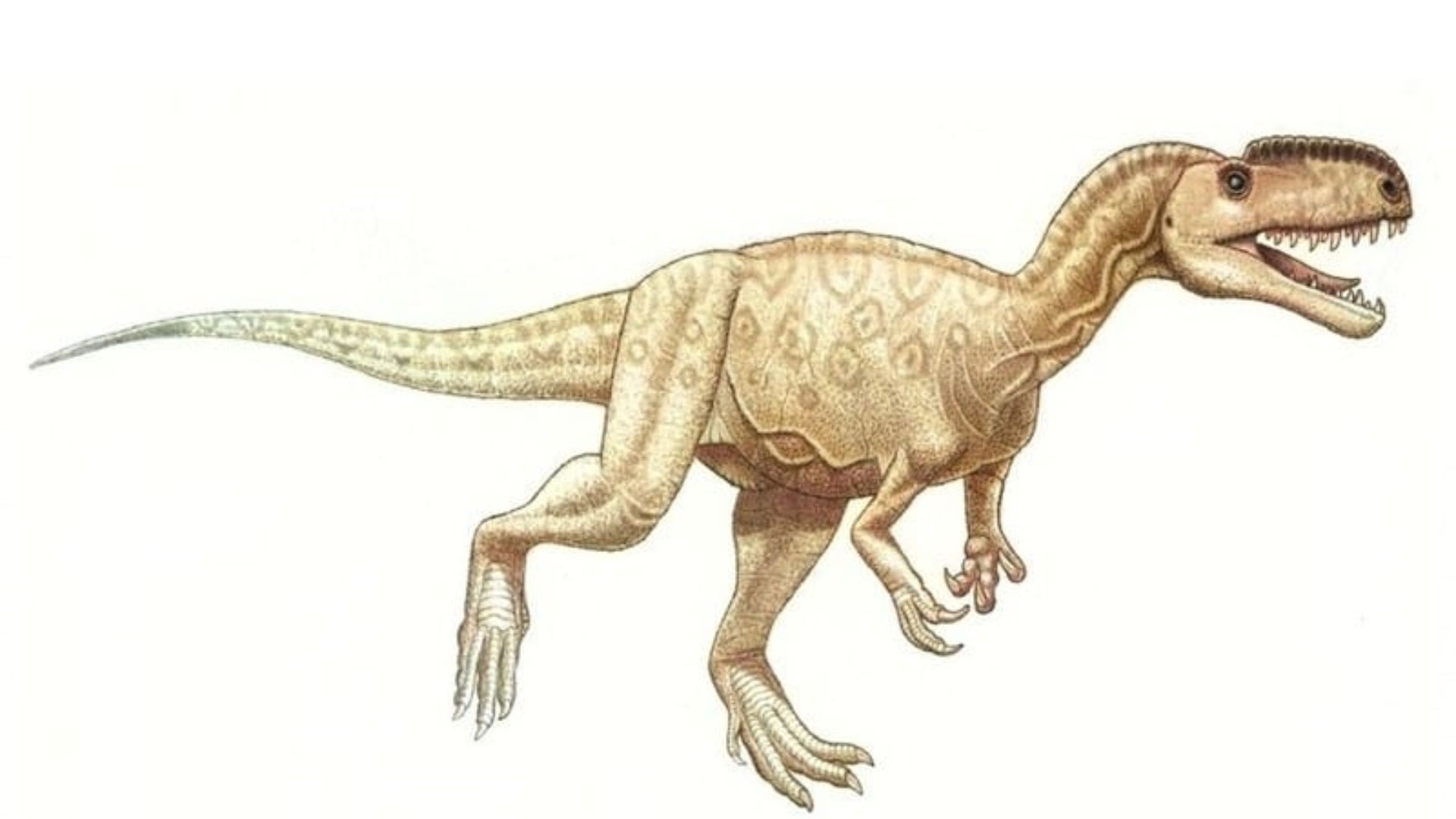 Monolophosaurus_Jiangi