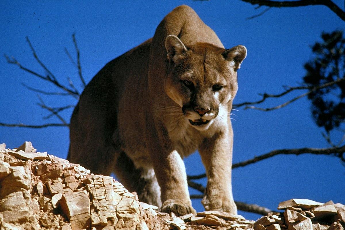 Mountain_Lion