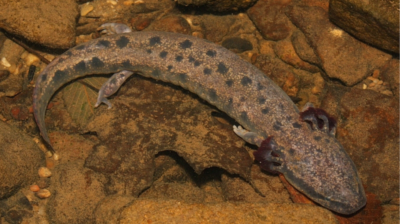 Mudpuppy