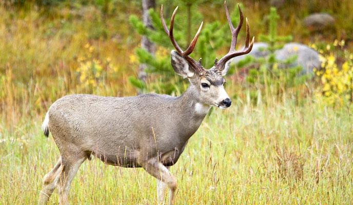 Mule_Deer