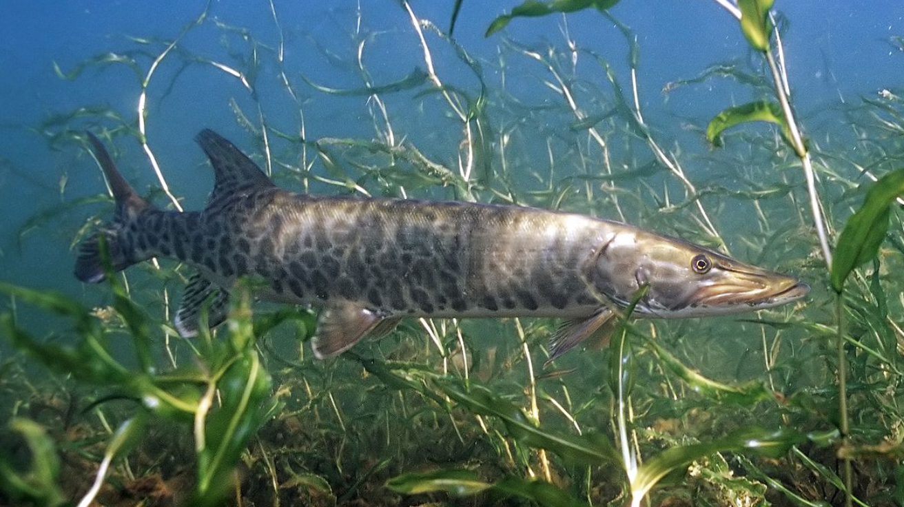 Muskellunge