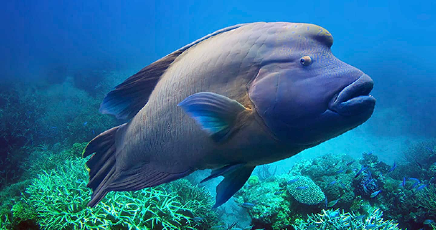 Napoleon_Wrasse