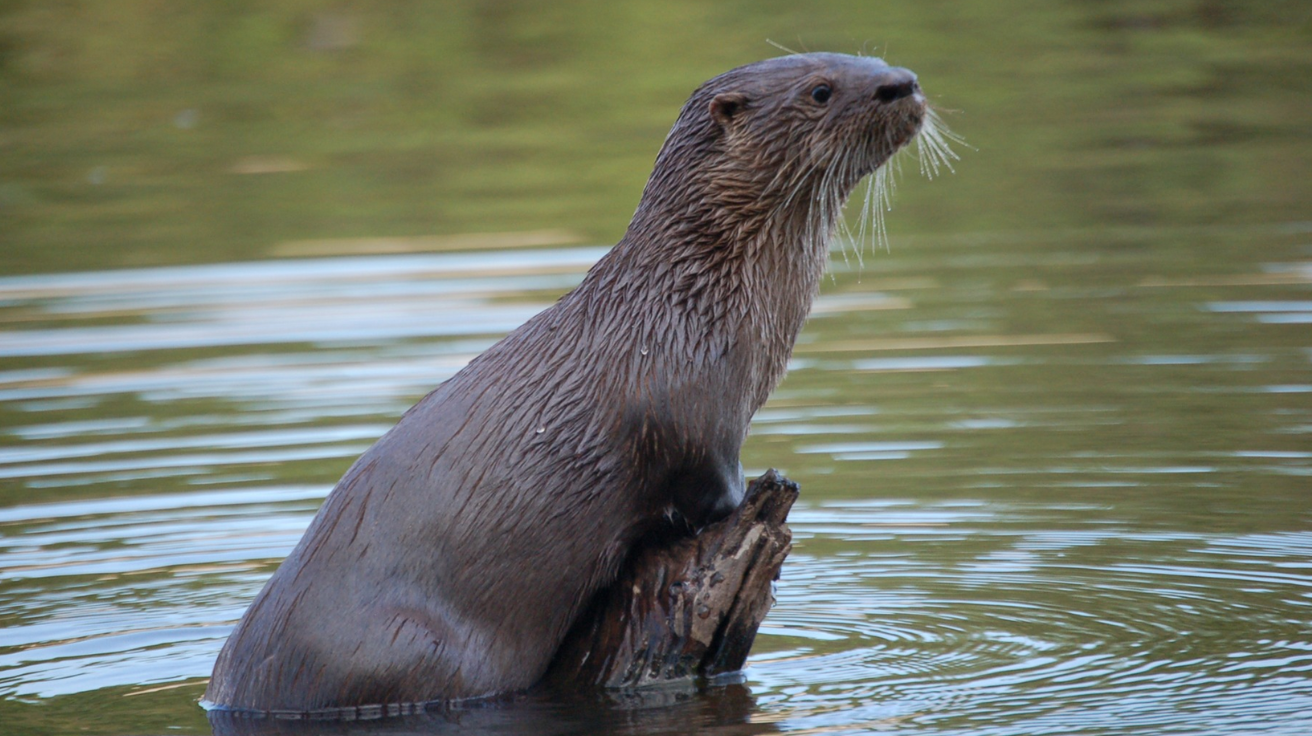 Neotropical_Otter