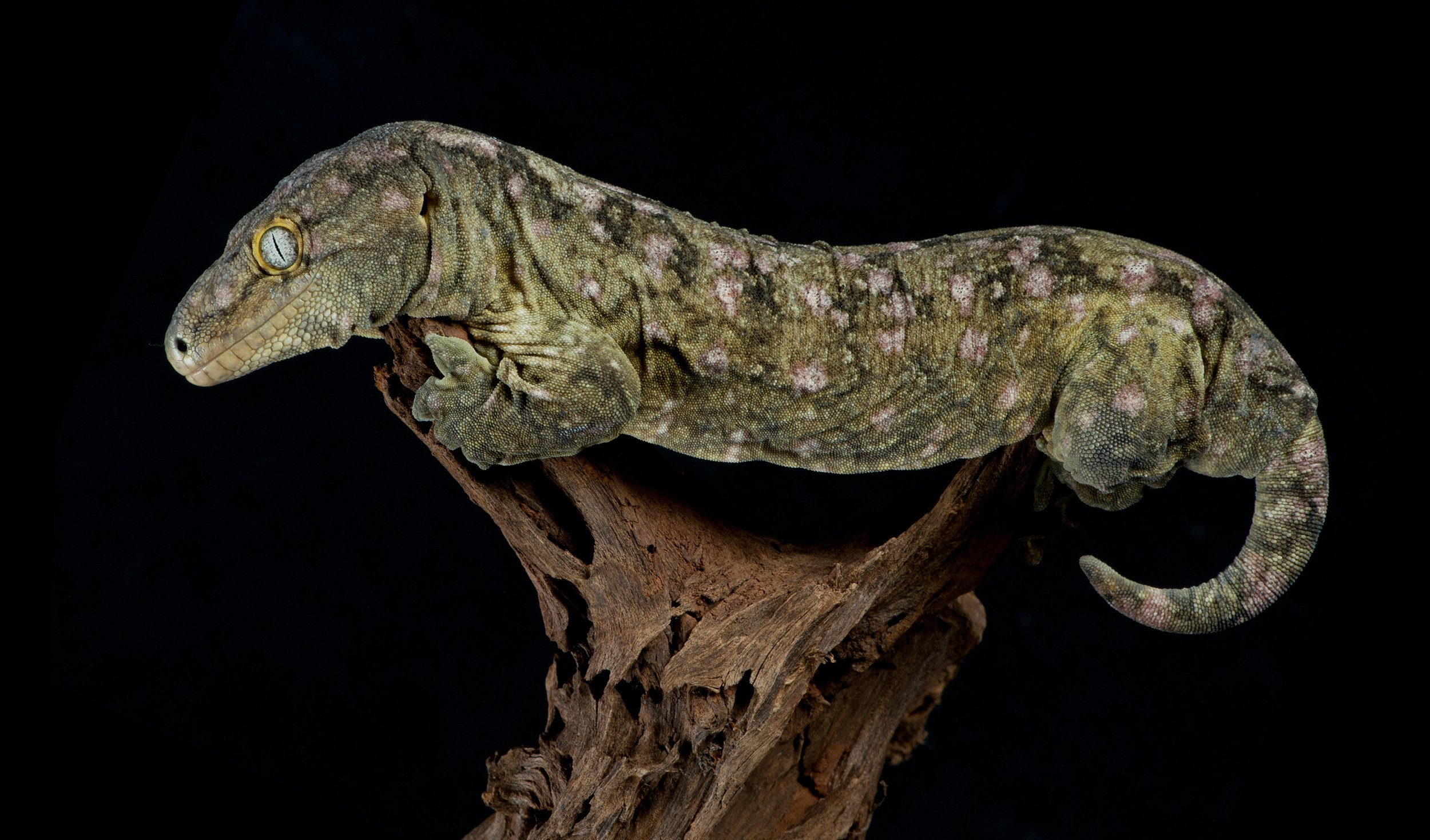 New_Caledonian_Giant_Gecko