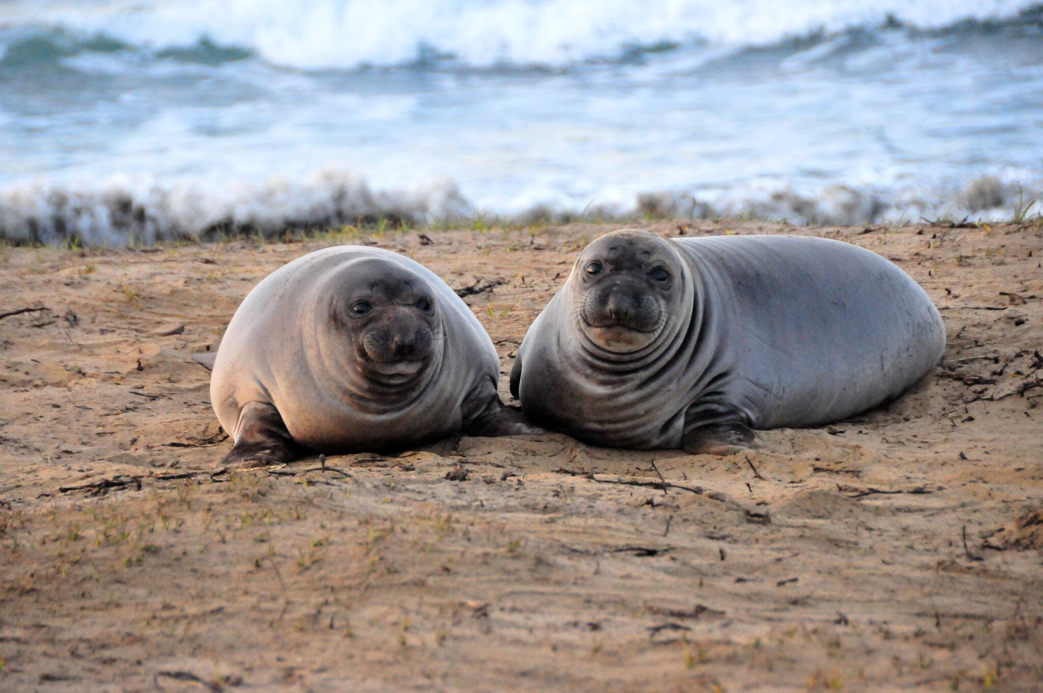 Northern_Elephant_Seal_Mirounga_angustirostris