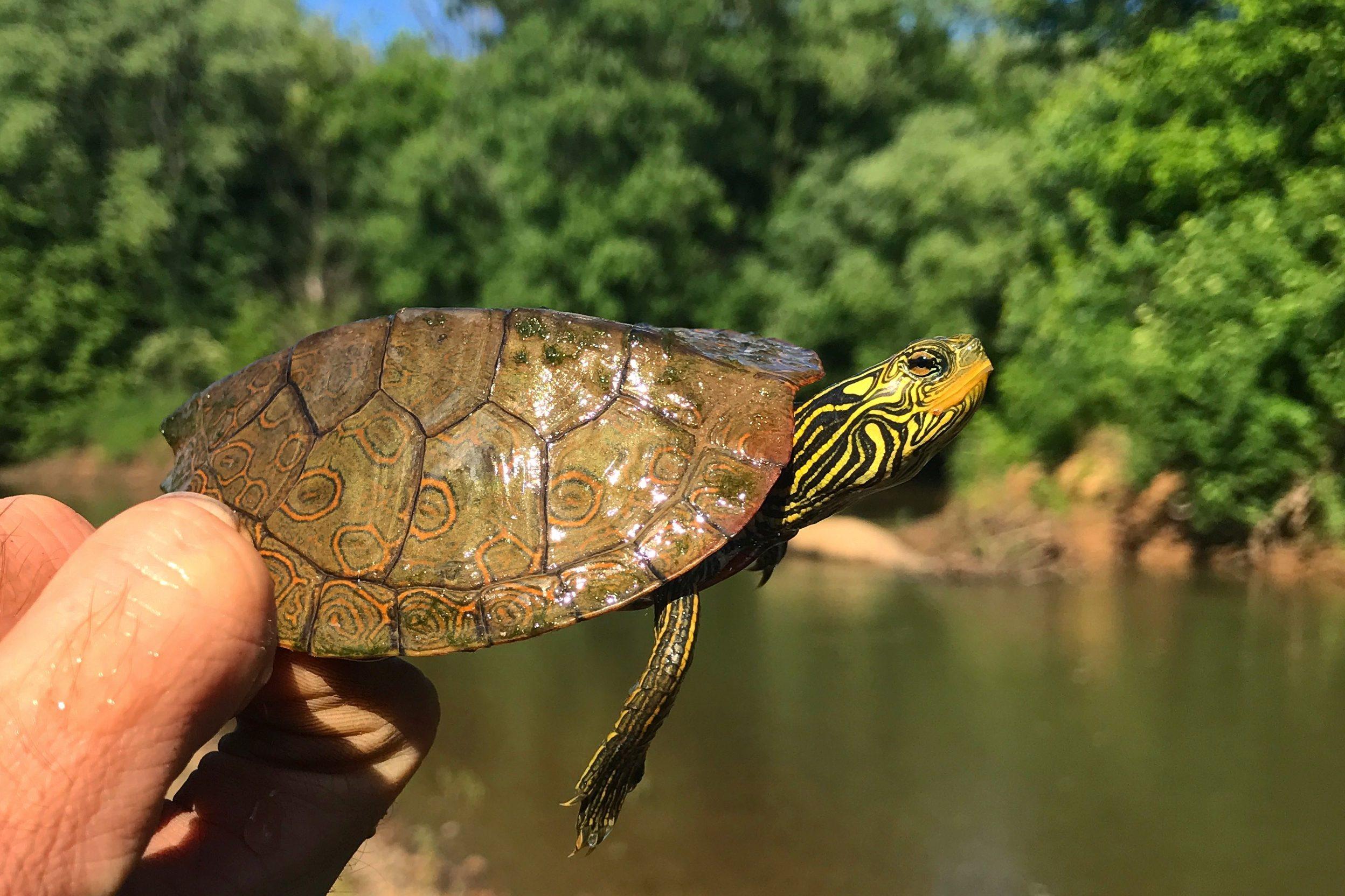 Northern_Map_Turtle