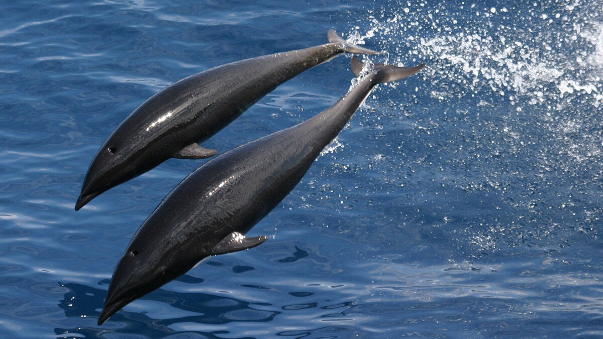 Northern_Right_Whale_Dolphin