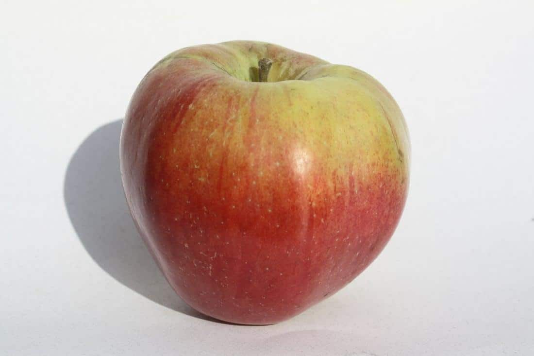 Northern_Spy_Apple