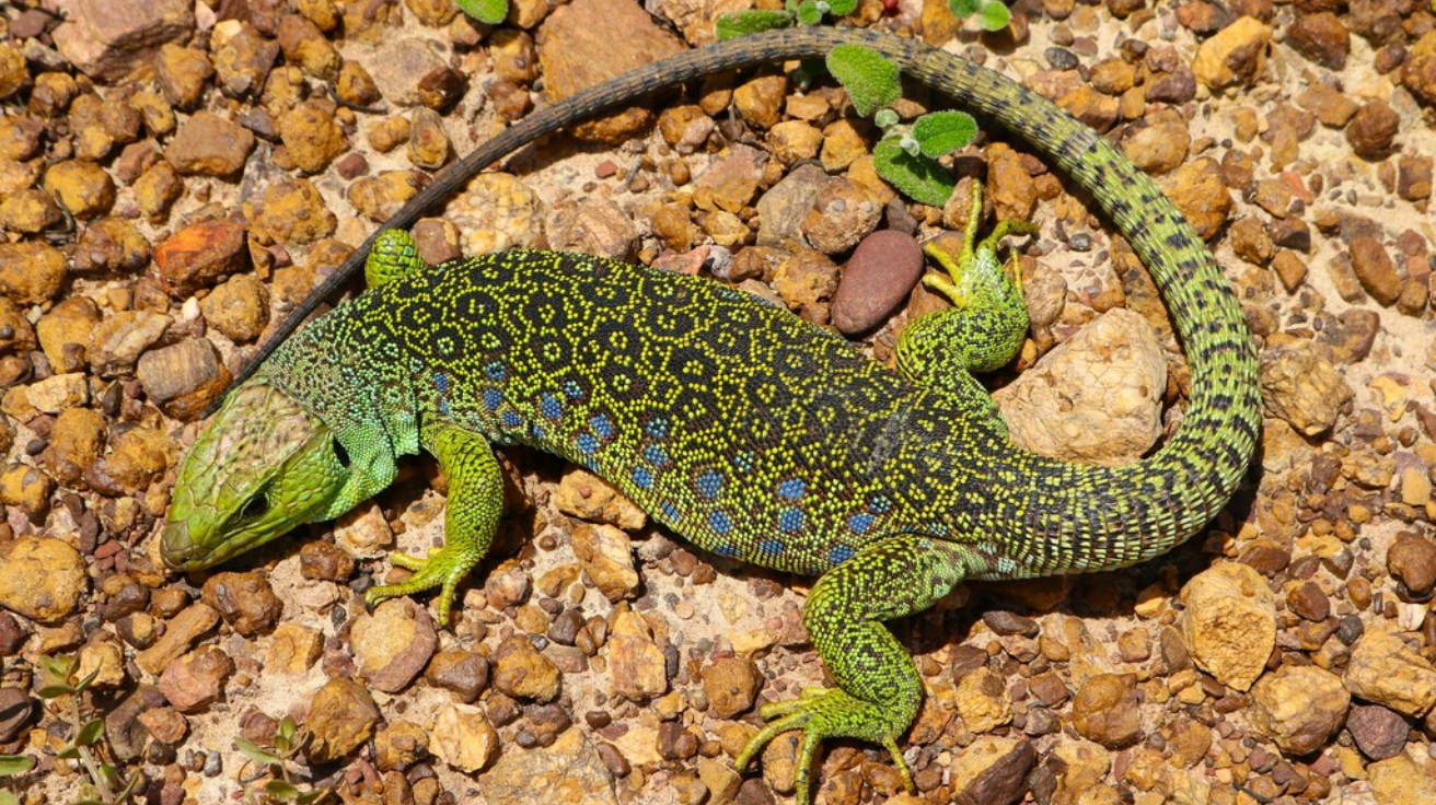 Ocellated_Lizard