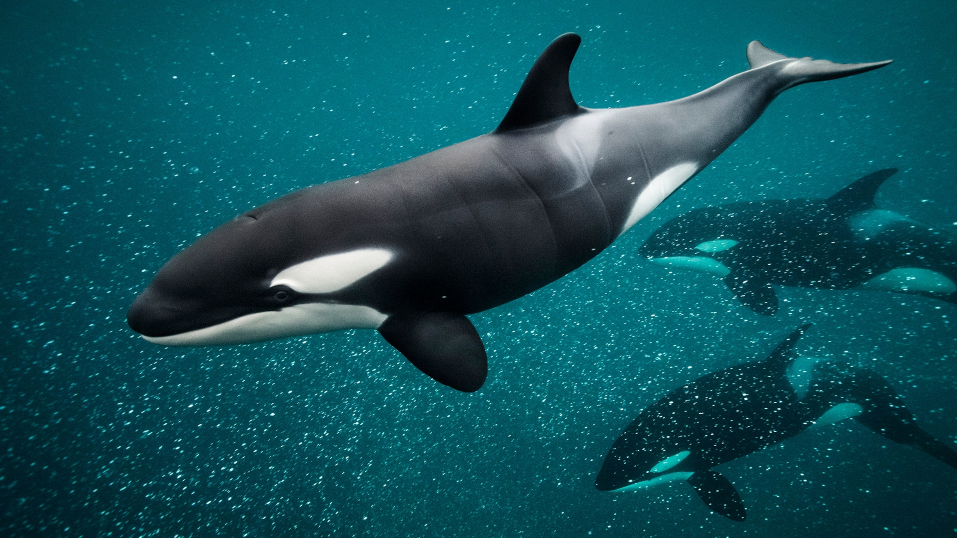 Orca