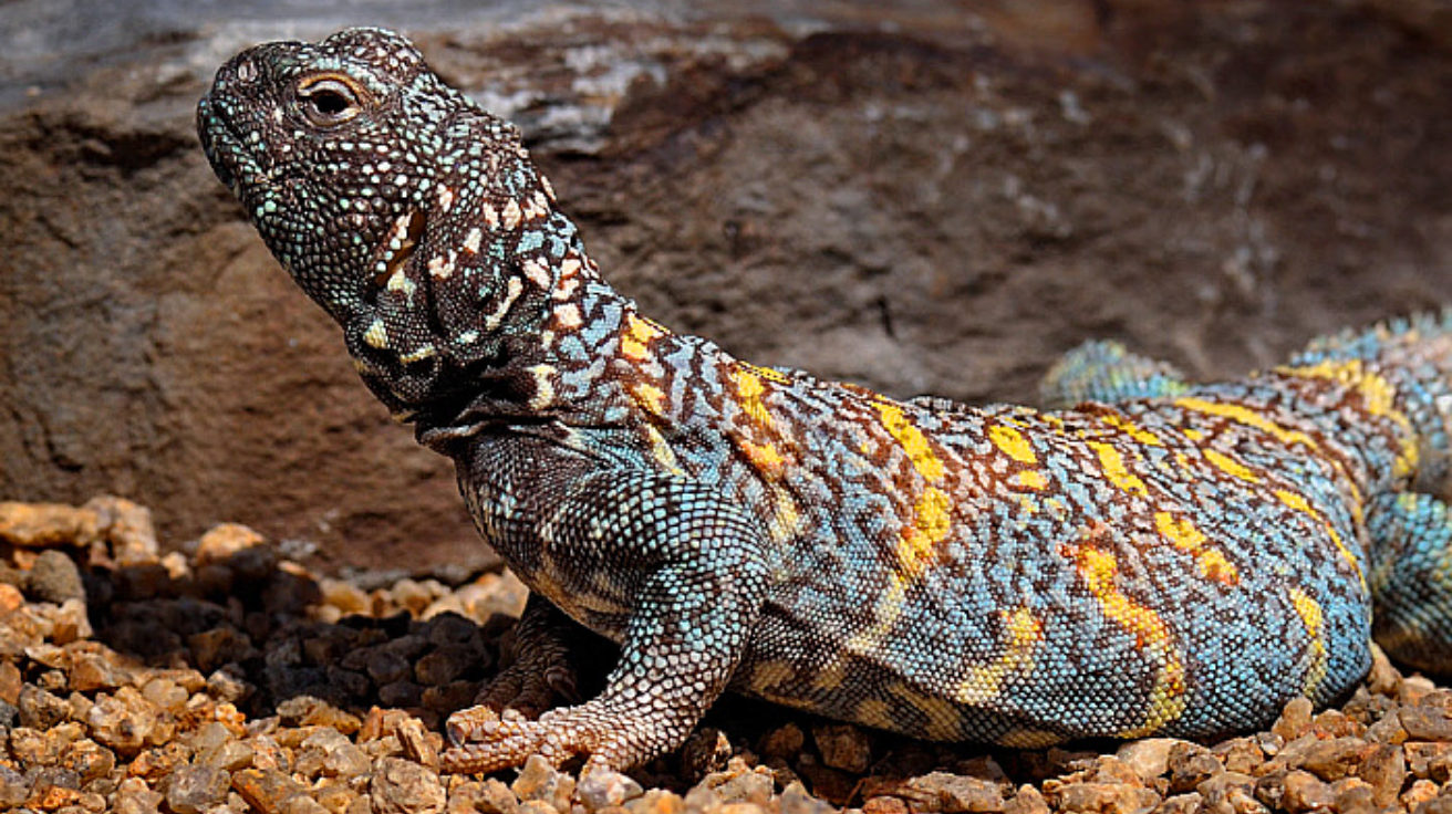 Ornate_Uromastyx