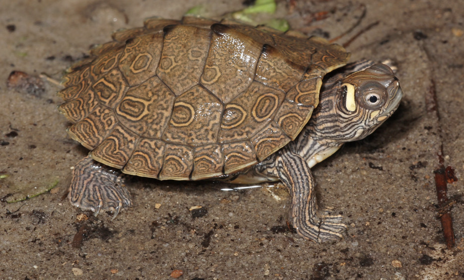 Ouachita_Map_Turtle