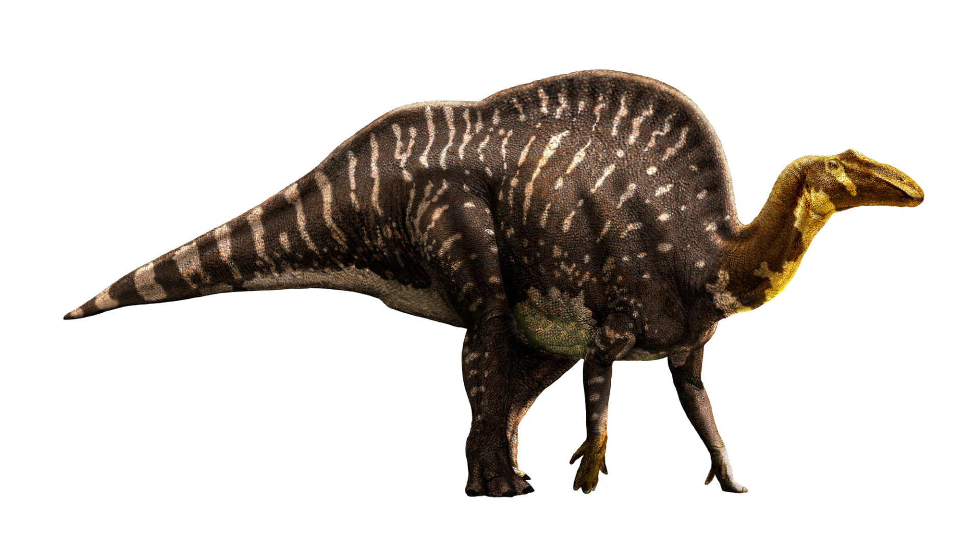 Ouranosaurus_Nigeriensis