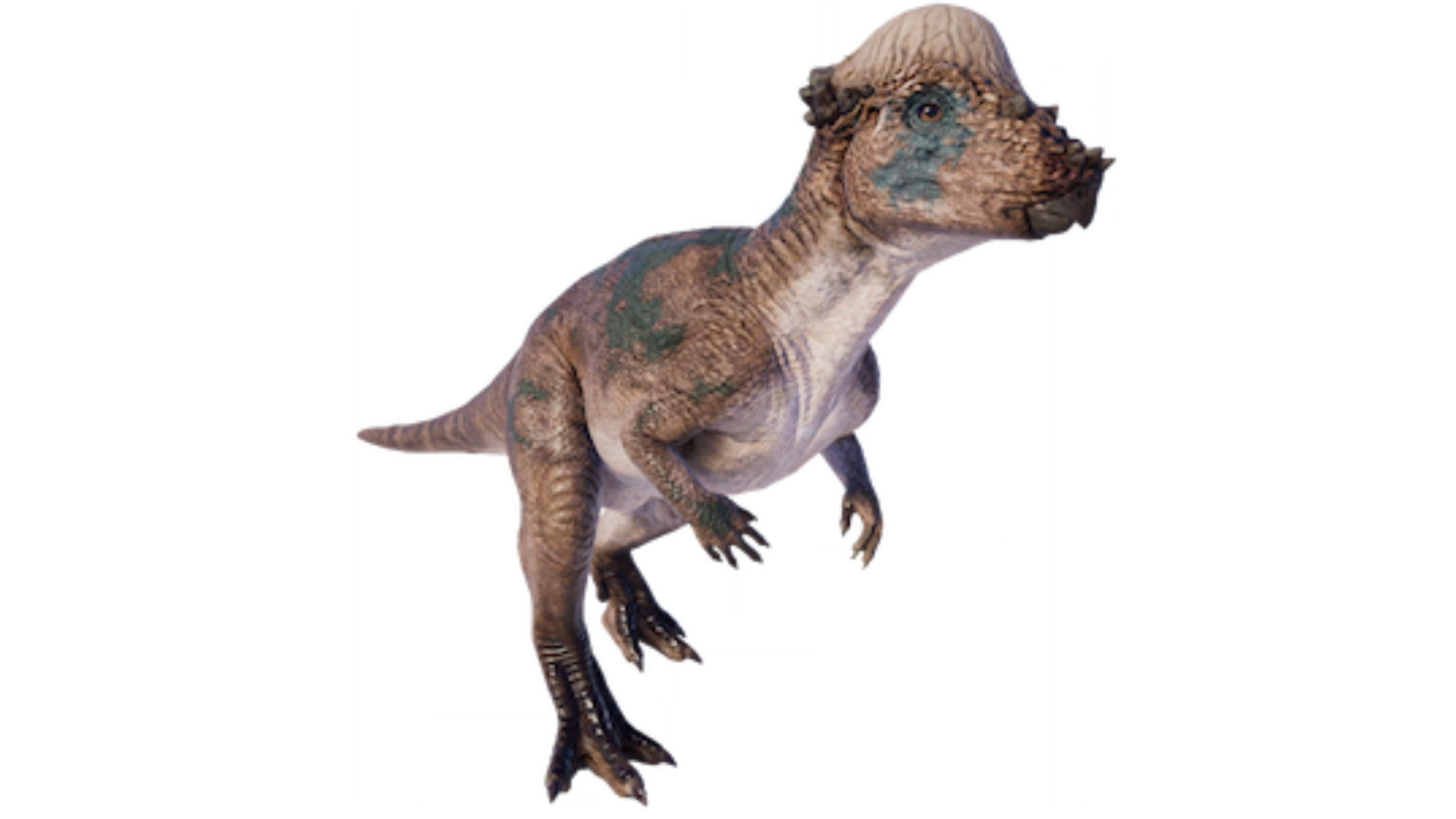 Pachycephalosaurus_Domingensis