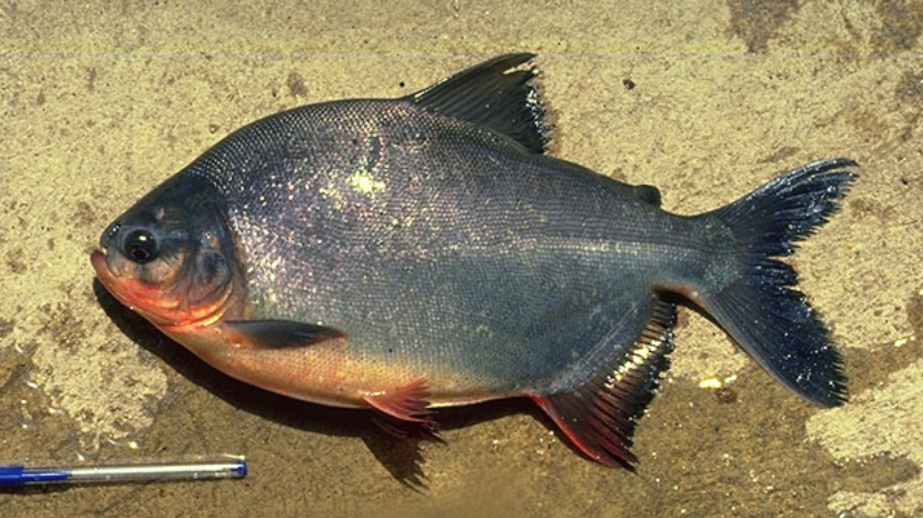 Pacu