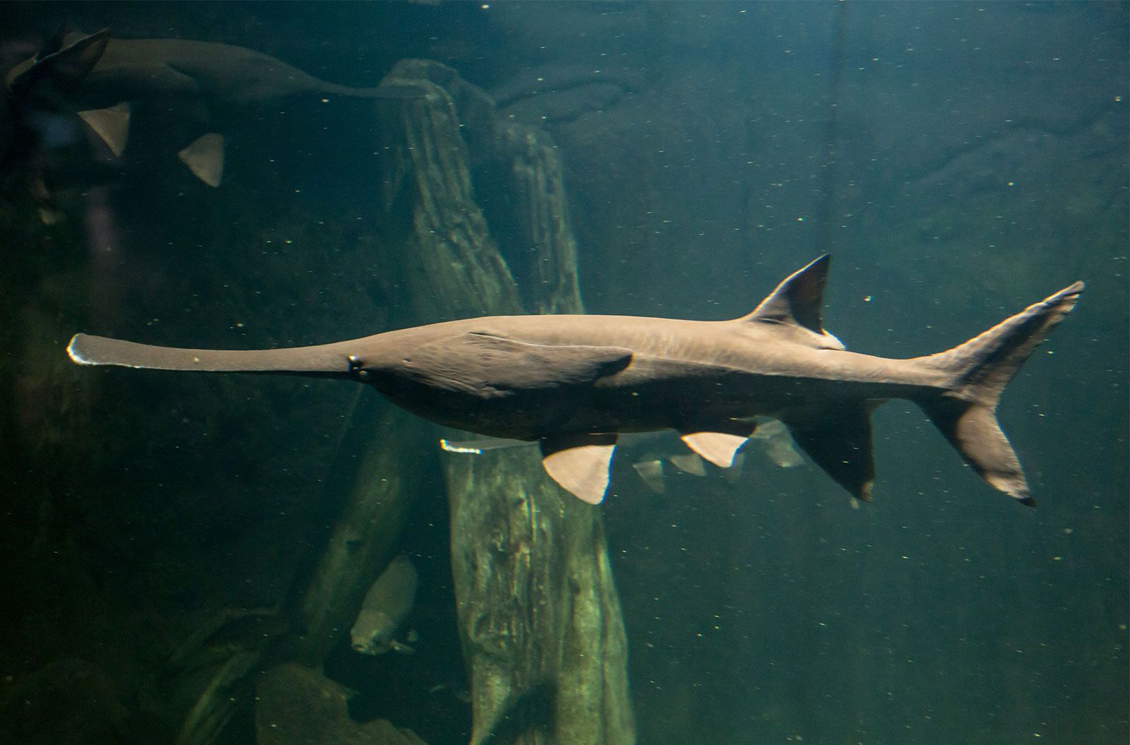 Paddlefish