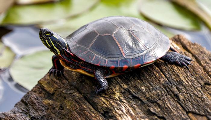 Painted_Turtle