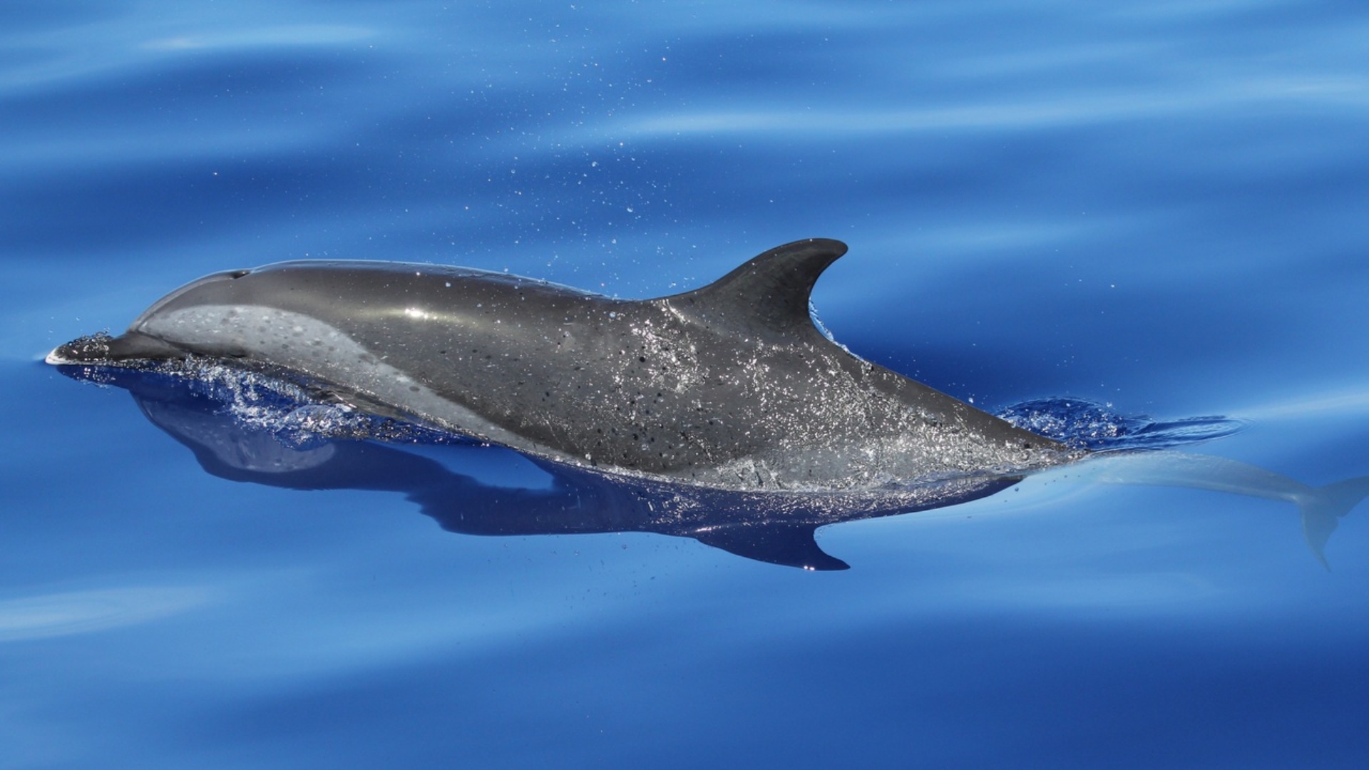 Pantropical_Spotted_Dolphin