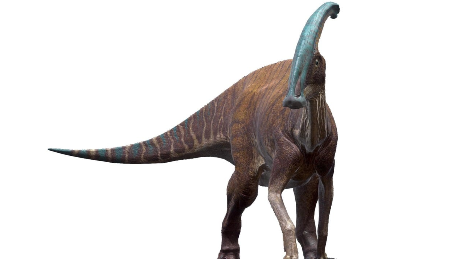 Parasaurolophus_Walkeri