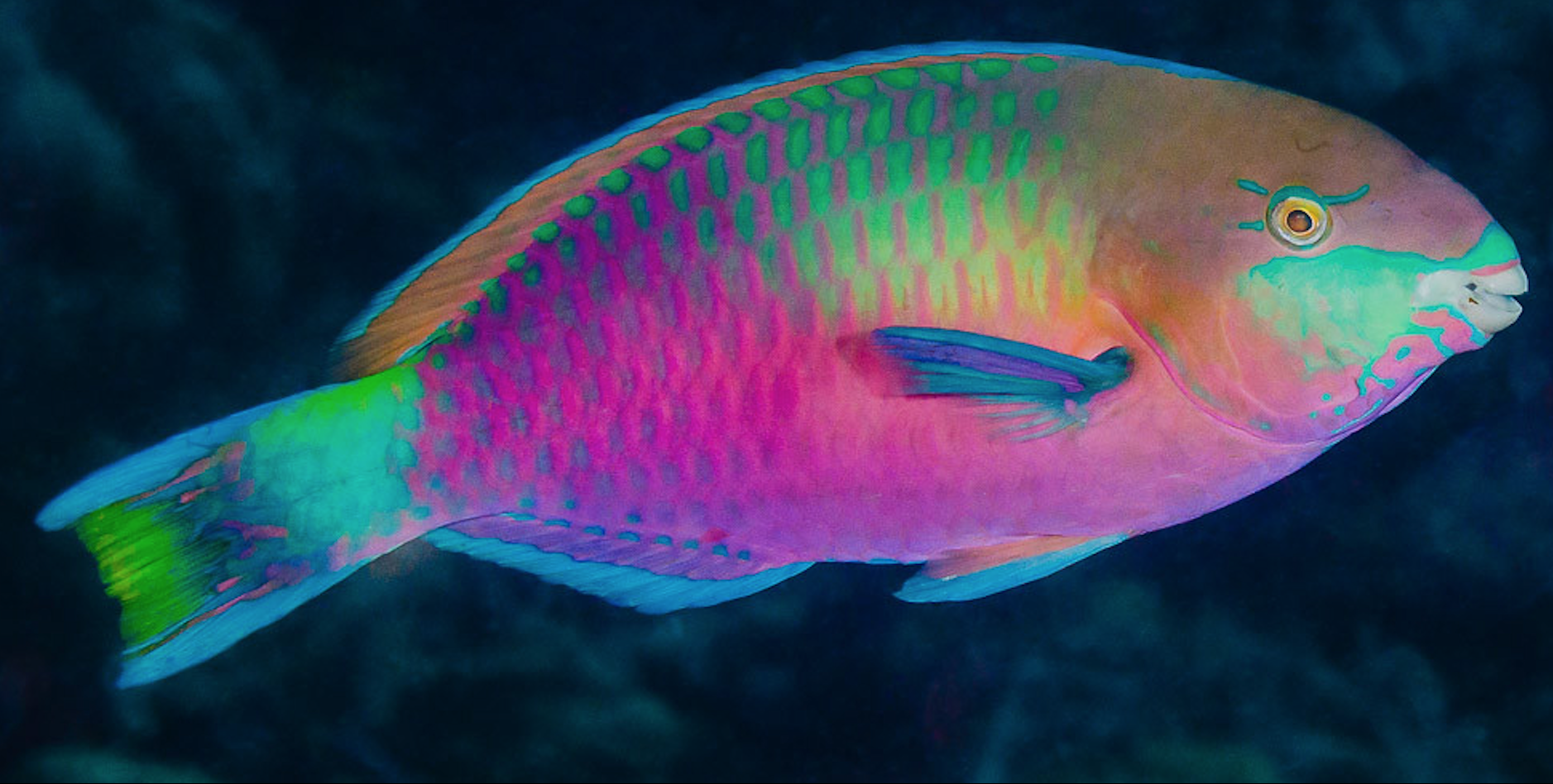 Parrotfish