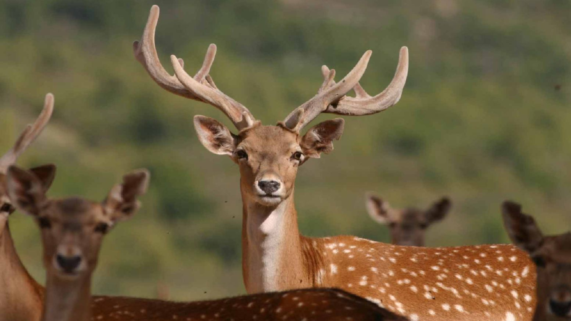 Persian_Fallow_Deer