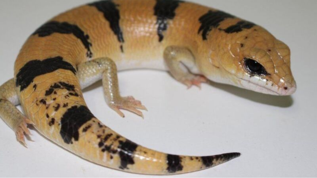 Peterss_Banded_Skink