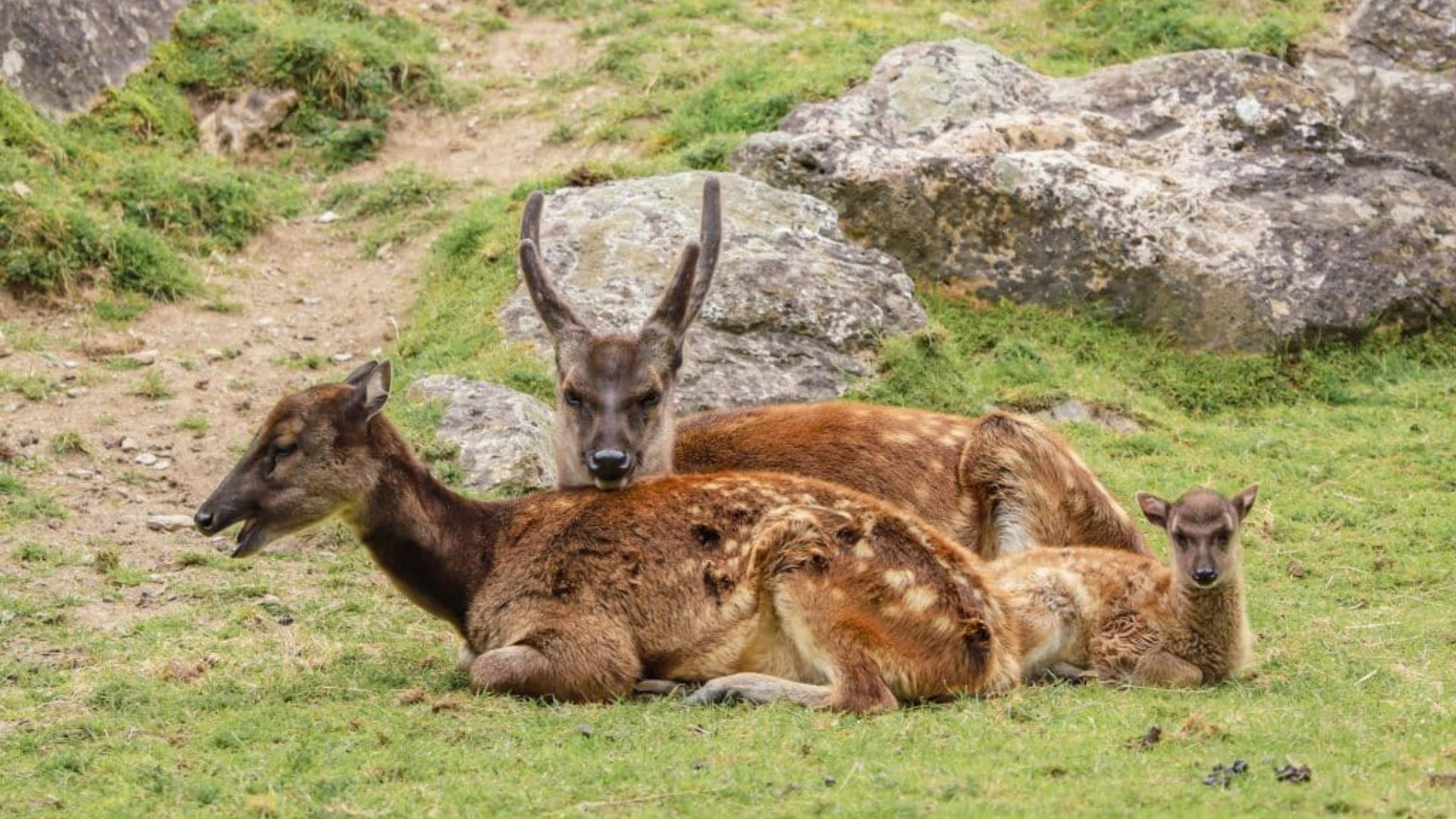 Philippine_Spotted_Deer