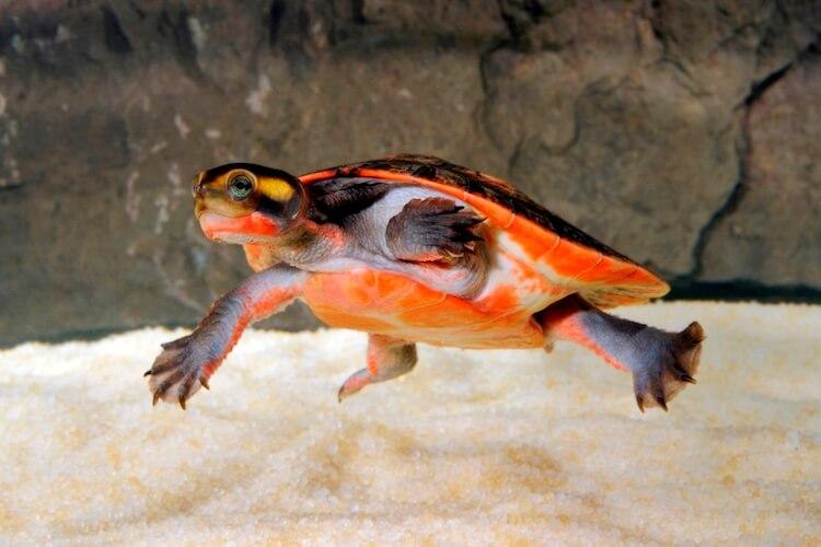 Pink-Bellied_Sideneck_Turtle