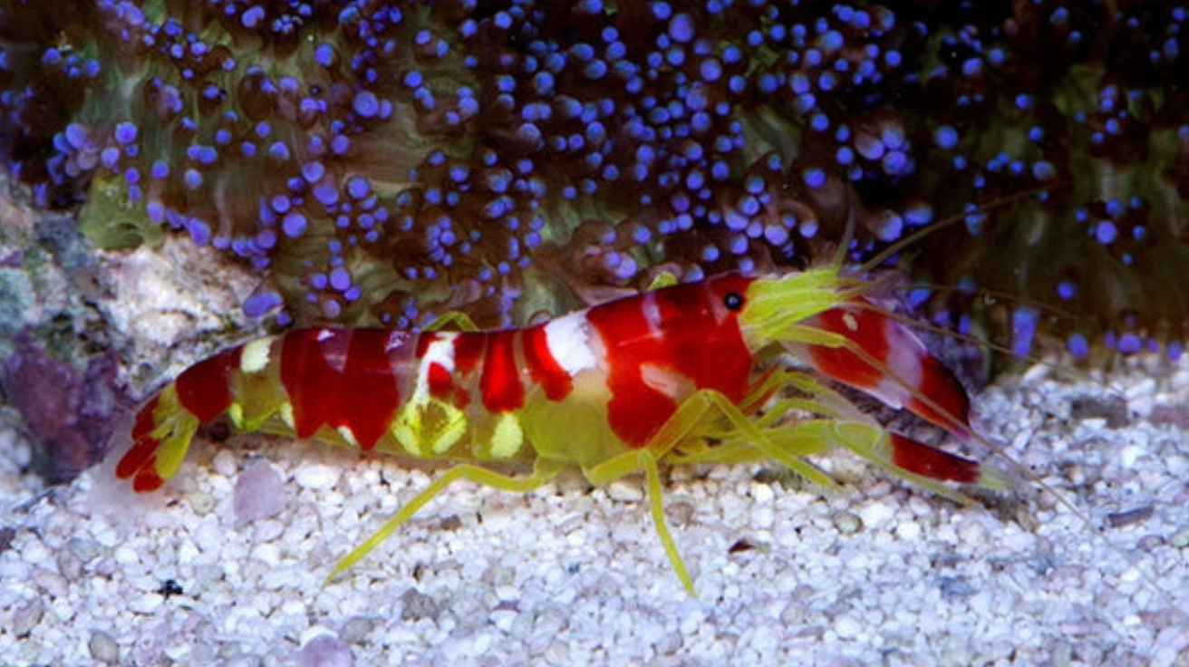 Pistol_Shrimp