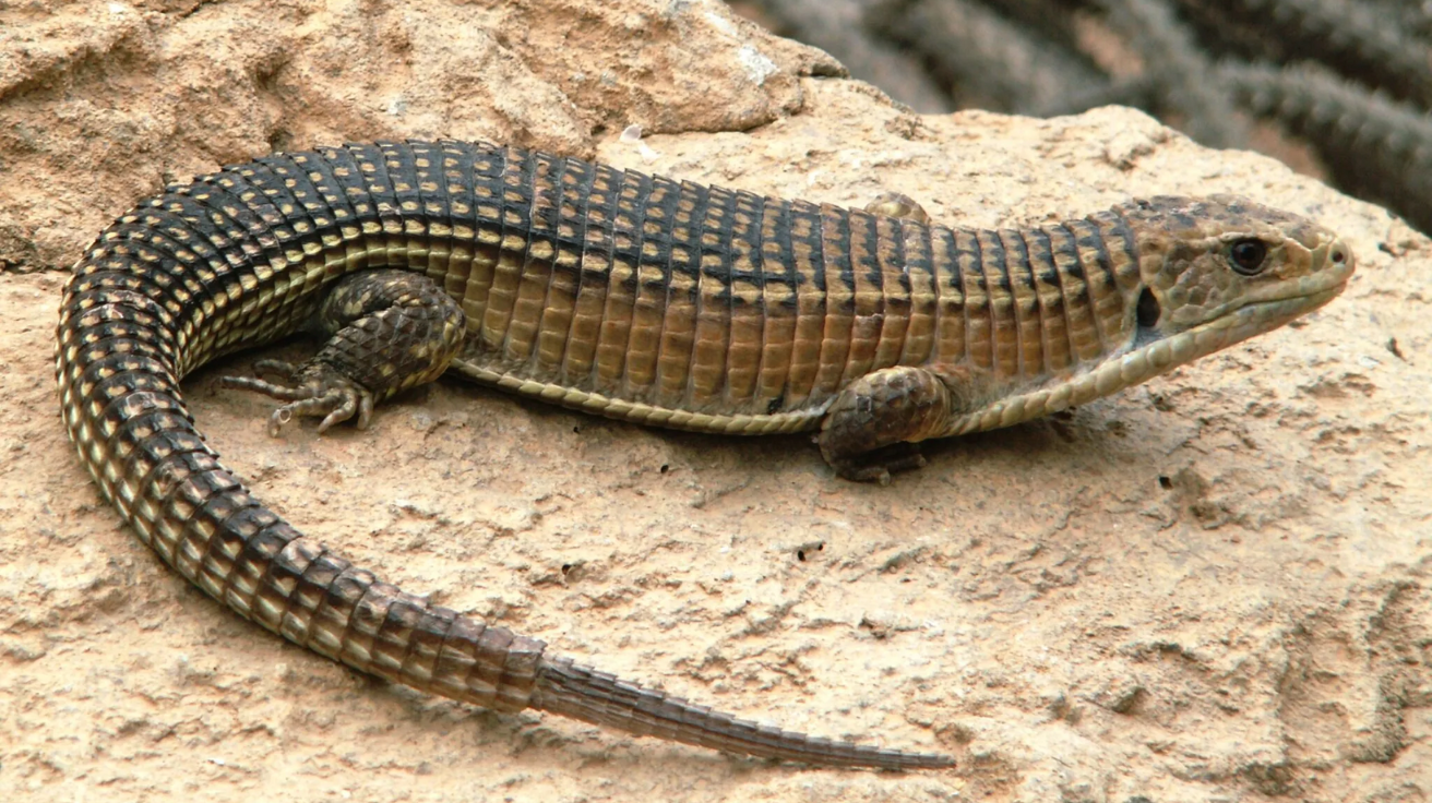 Plated_Lizard