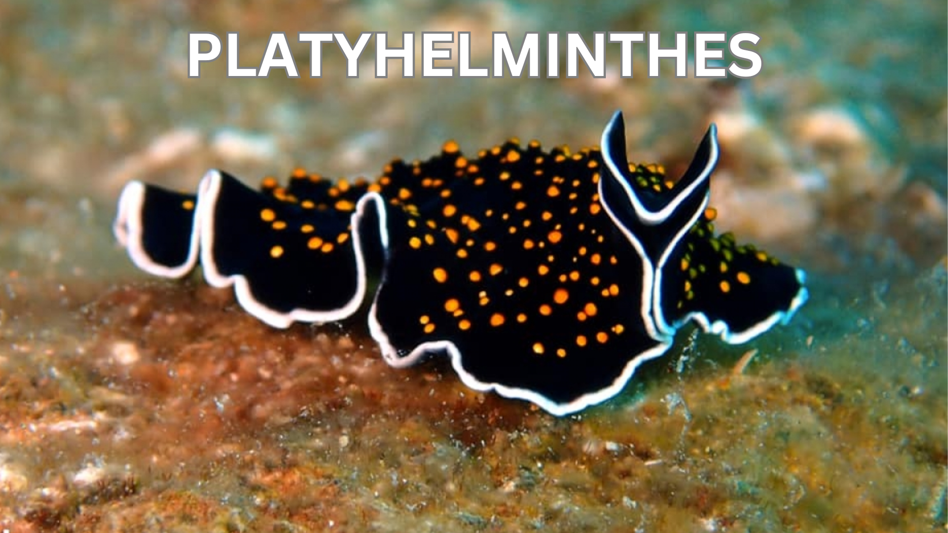 Platyhelminthes