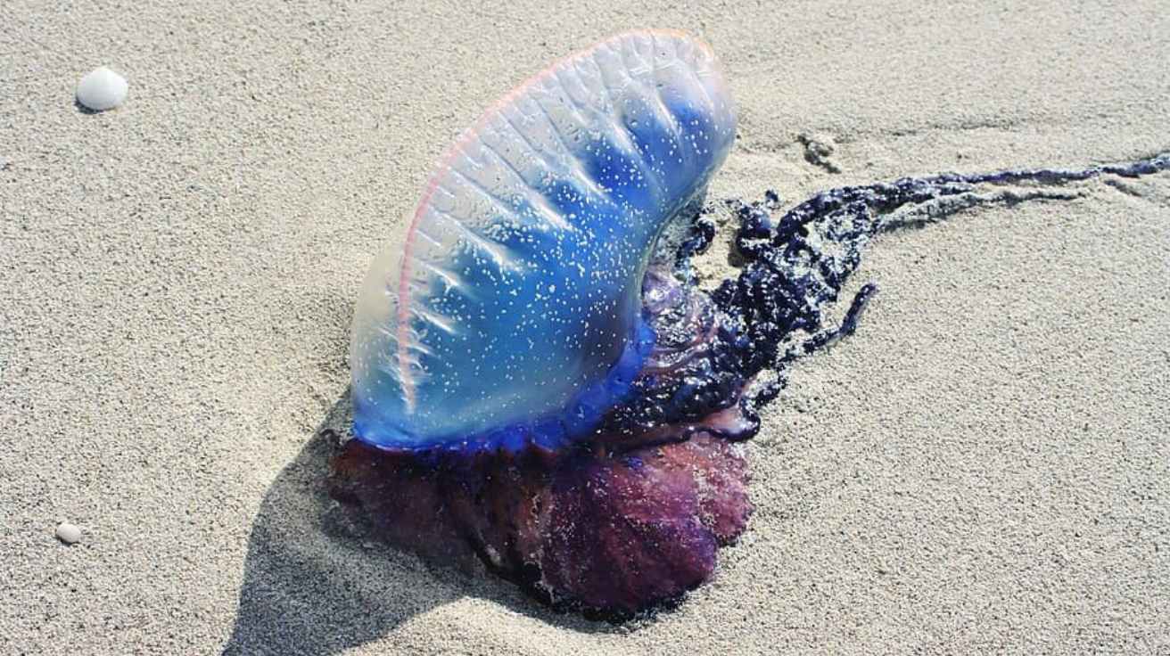 Portuguese_Man_o_War