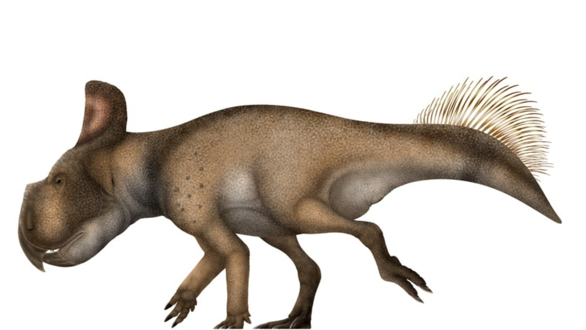 Protoceratops_Andrewsi