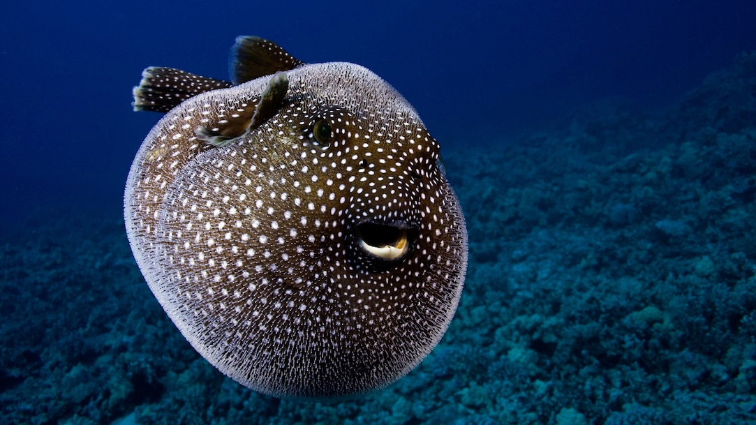 Pufferfish