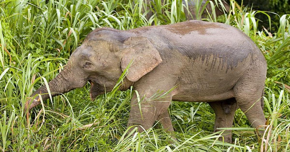 Pygmy_Elephant