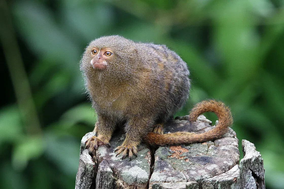 Pygmy_Marmoset