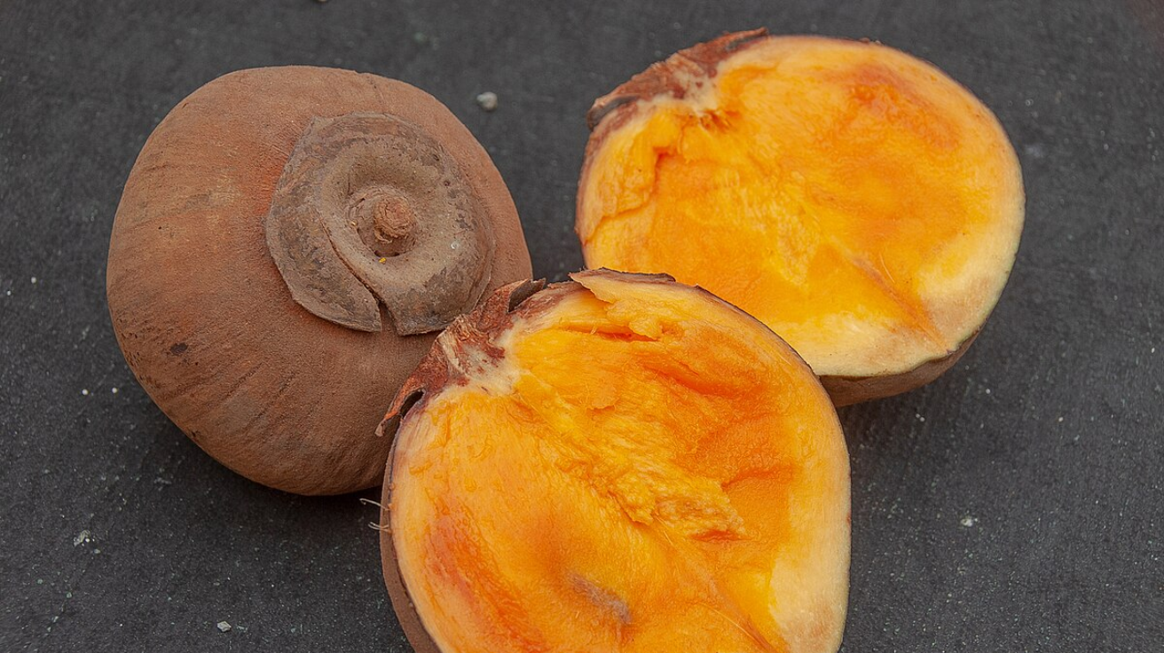 Quararibea_Cordata_South_American_Sapote