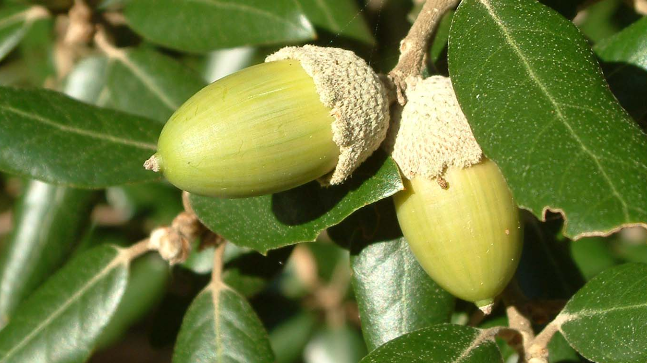 Quercus_Ilex_Acorn