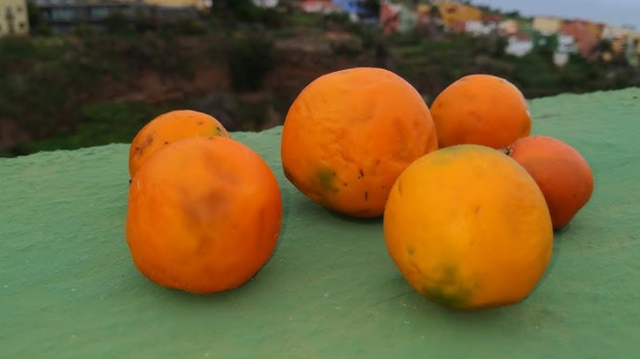 Quito_Orange