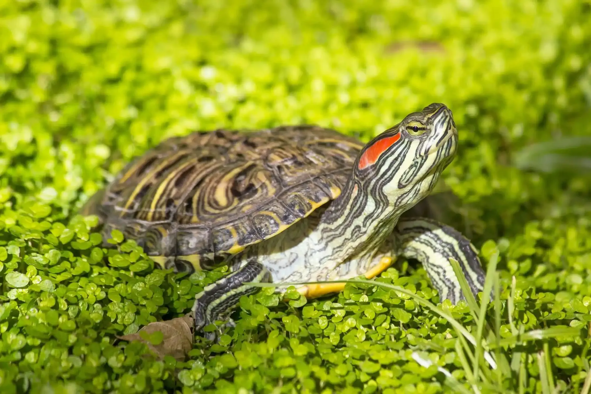 Red-Eared_Slider