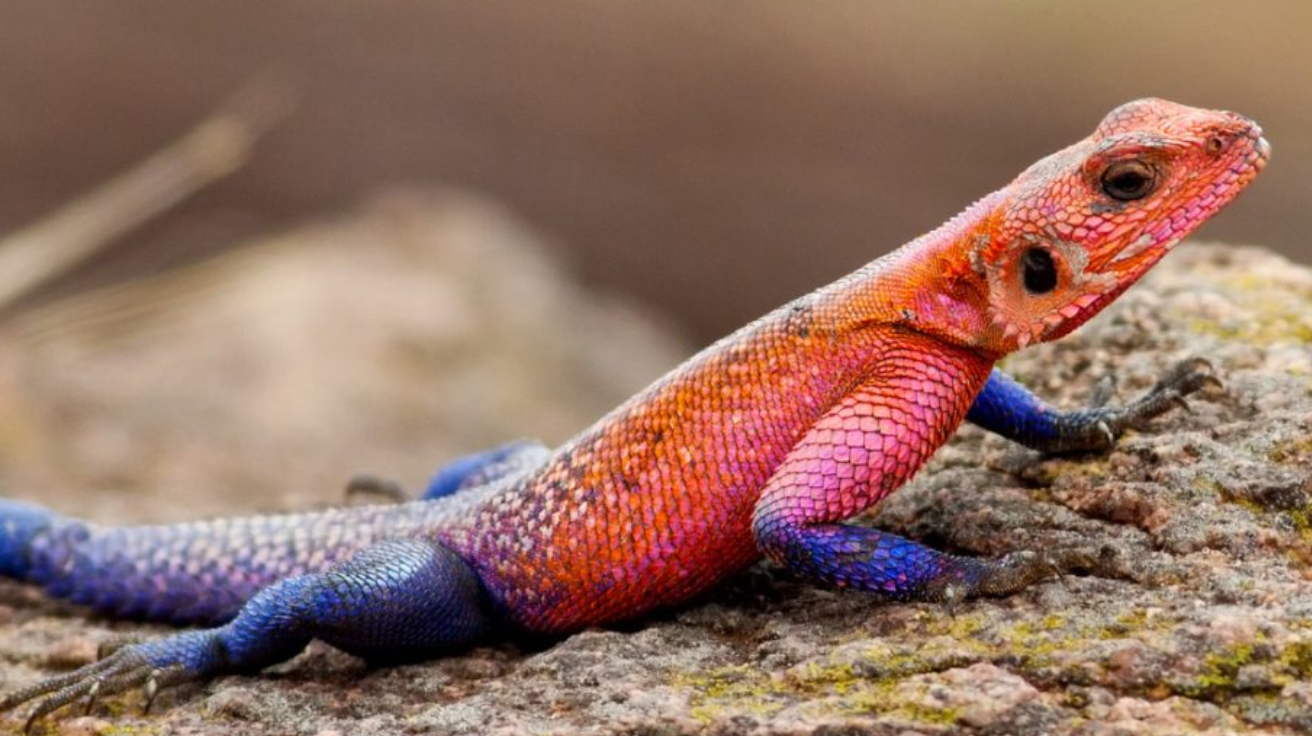 Red-Headed_Rock_Agama