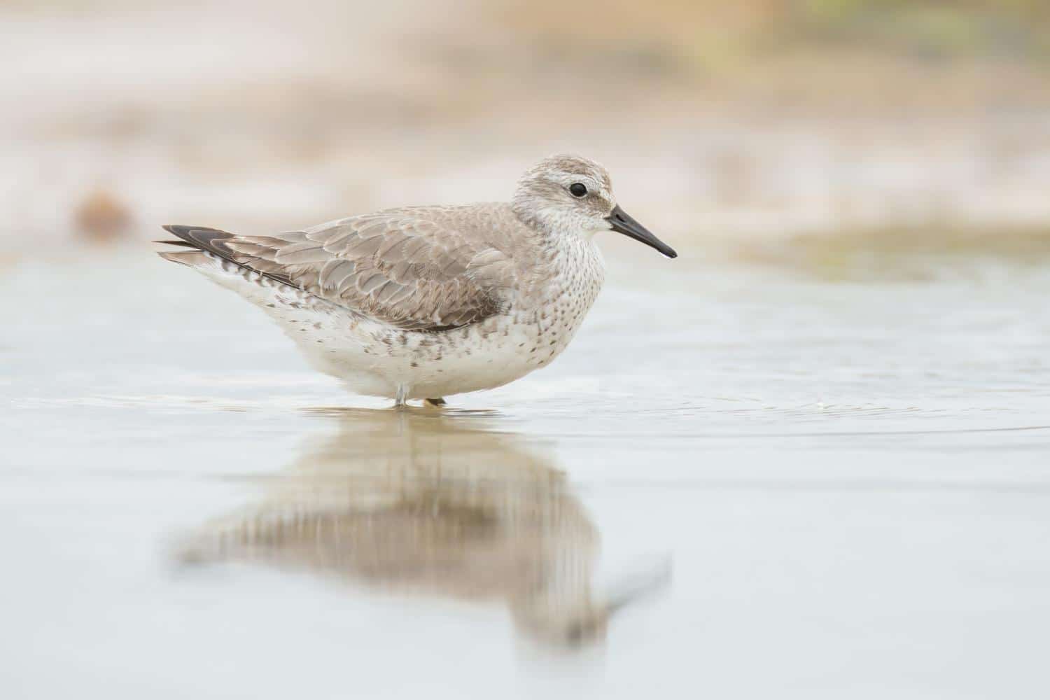 Red_Knot_Calidris_canutus