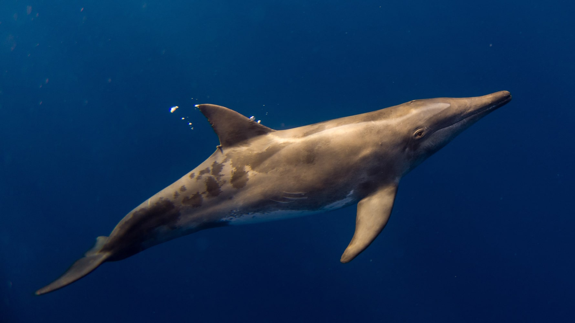 Rough-Toothed_Dolphin