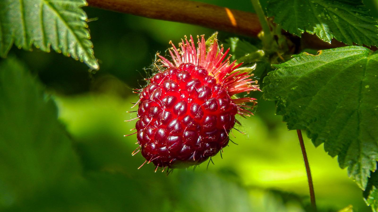 Salmonberry