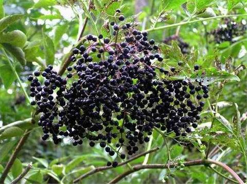 Sambucus_Elderberry