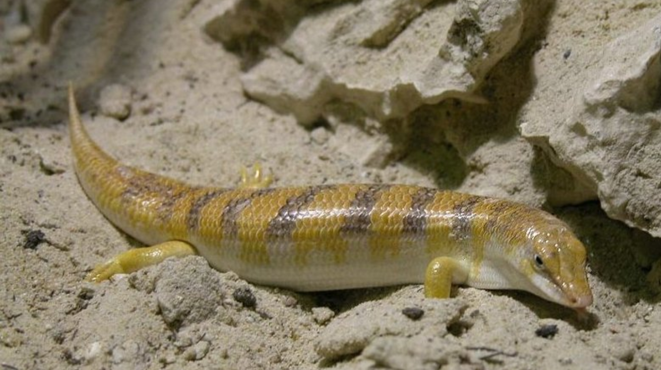 Sandfish_Skink